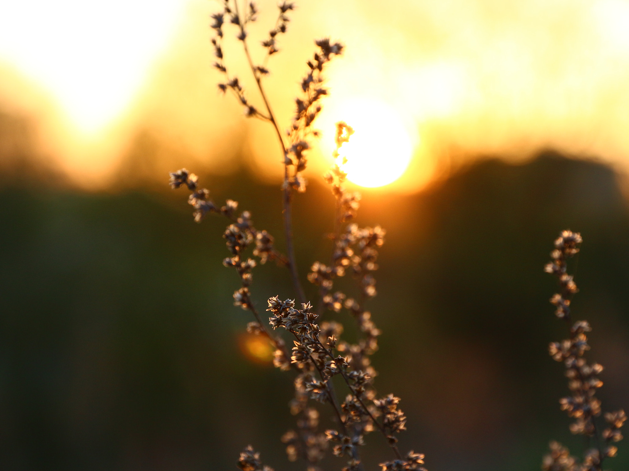 Canon EOS 650D (EOS Rebel T4i / EOS Kiss X6i) sample photo. Img photography