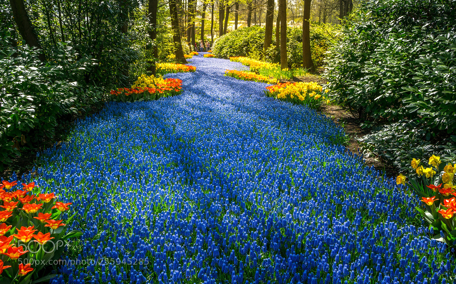 Sony a6000 sample photo. Keukenhof photography