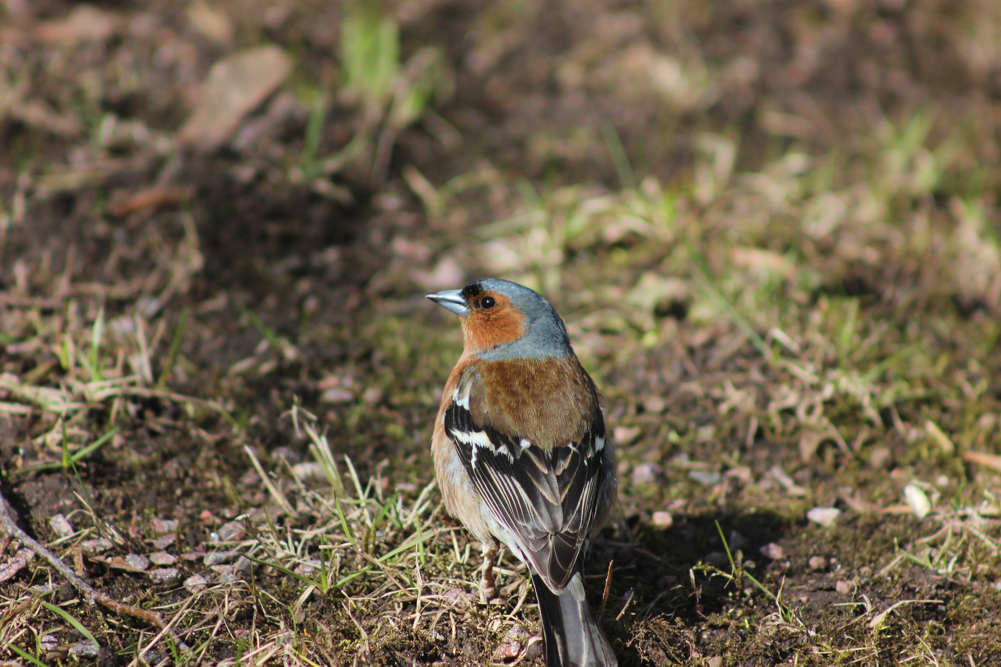 Canon EF 75-300mm f/4-5.6 sample photo. Bird photography