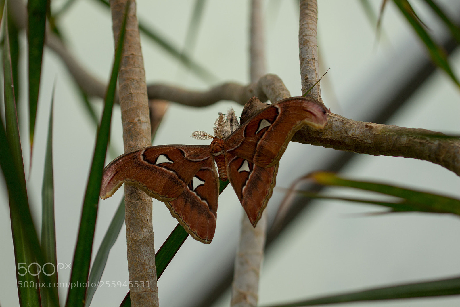 Canon EOS 700D (EOS Rebel T5i / EOS Kiss X7i) sample photo. Atlasspinner photography