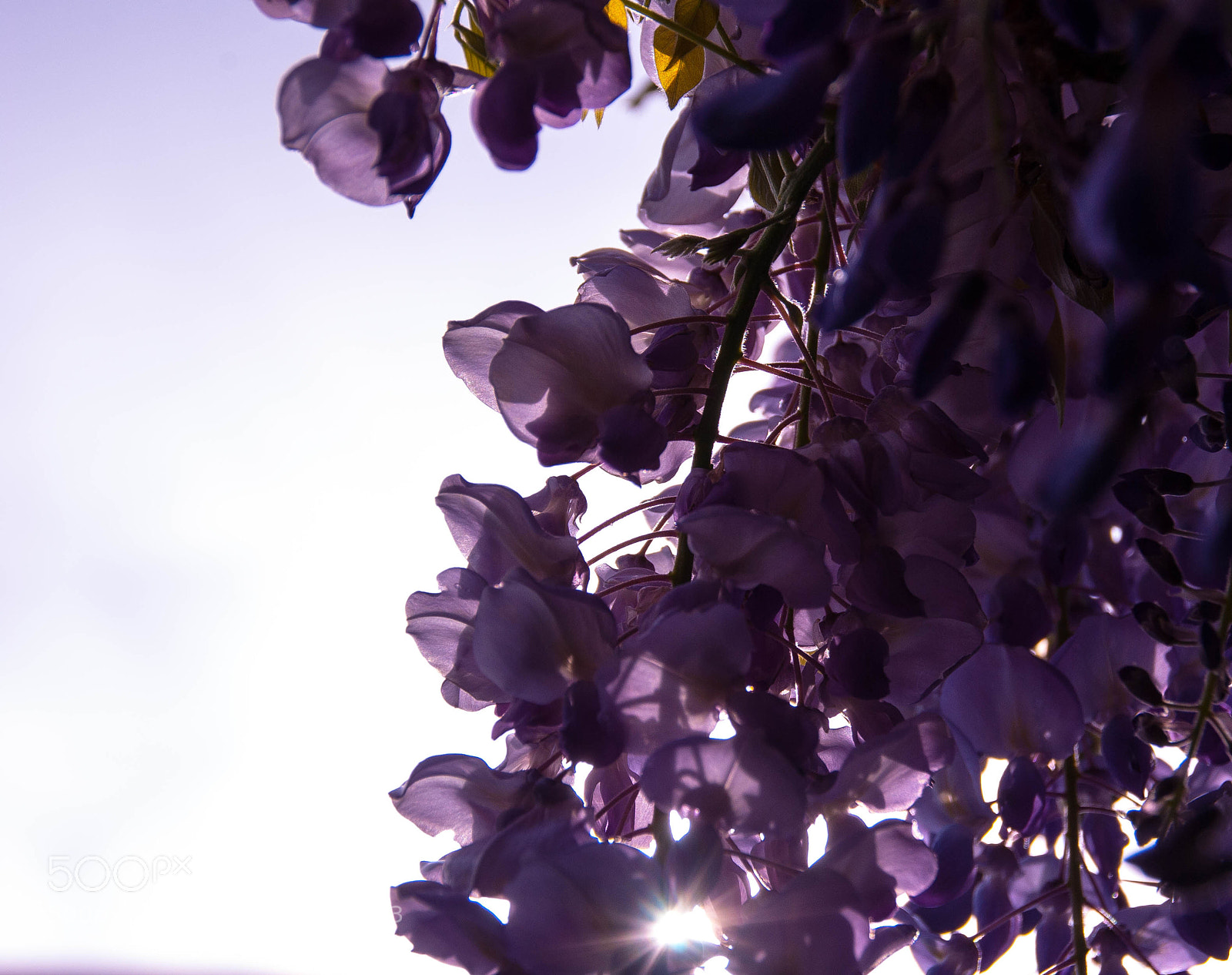 Pentax K10D sample photo. Wisteria photography
