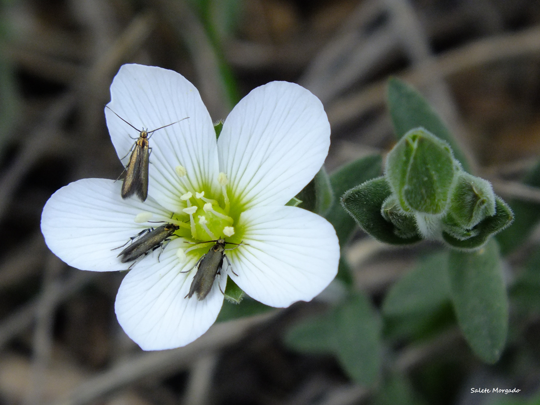 Fujifilm FinePix HS30EXR sample photo. Arenaria montana photography