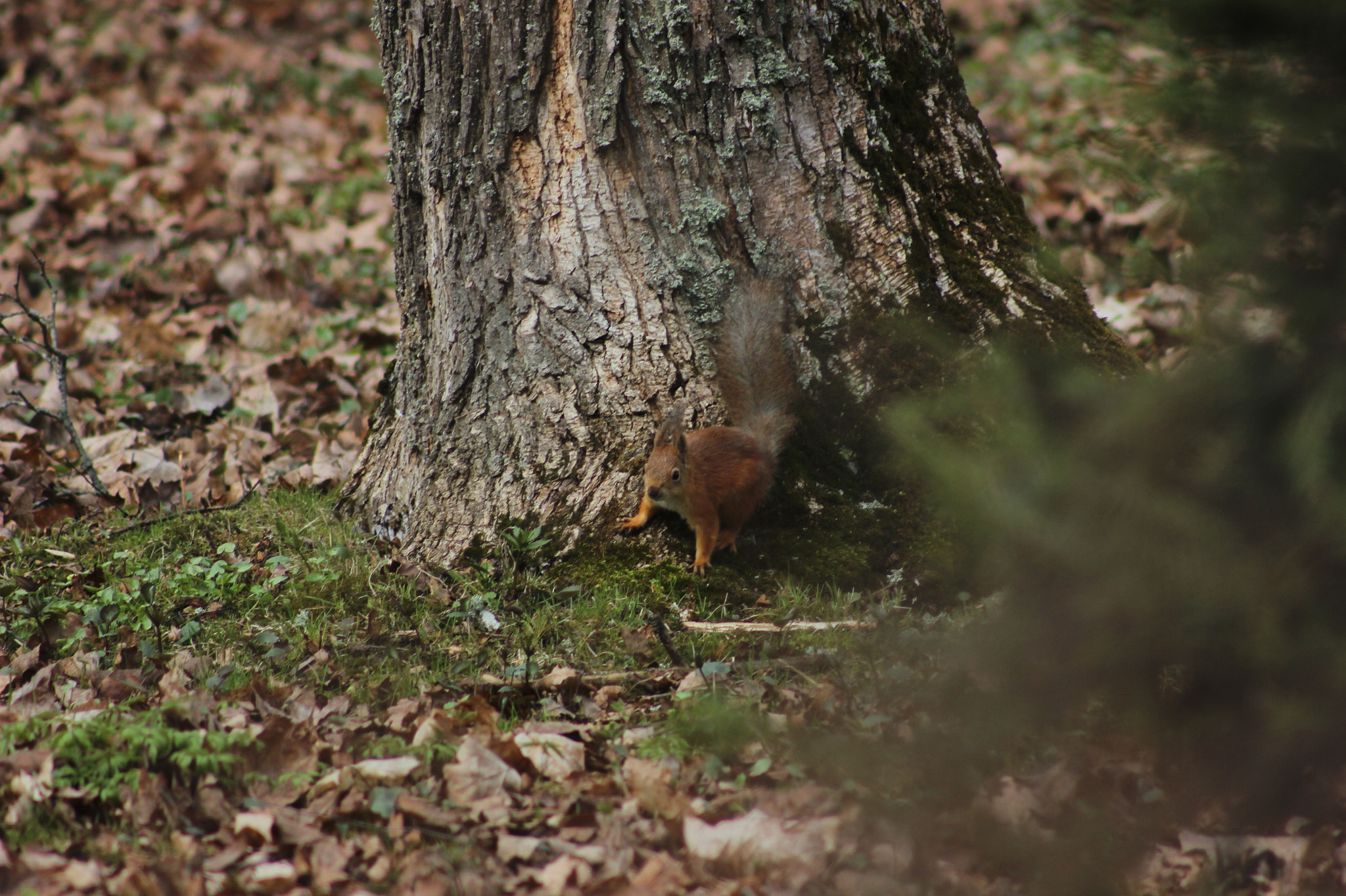 Canon EF 75-300mm f/4-5.6 sample photo. Squirrel photography