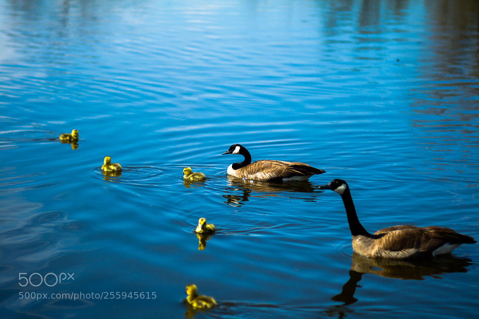 Canon EOS 750D (EOS Rebel T6i / EOS Kiss X8i) sample photo. Family duck  photography