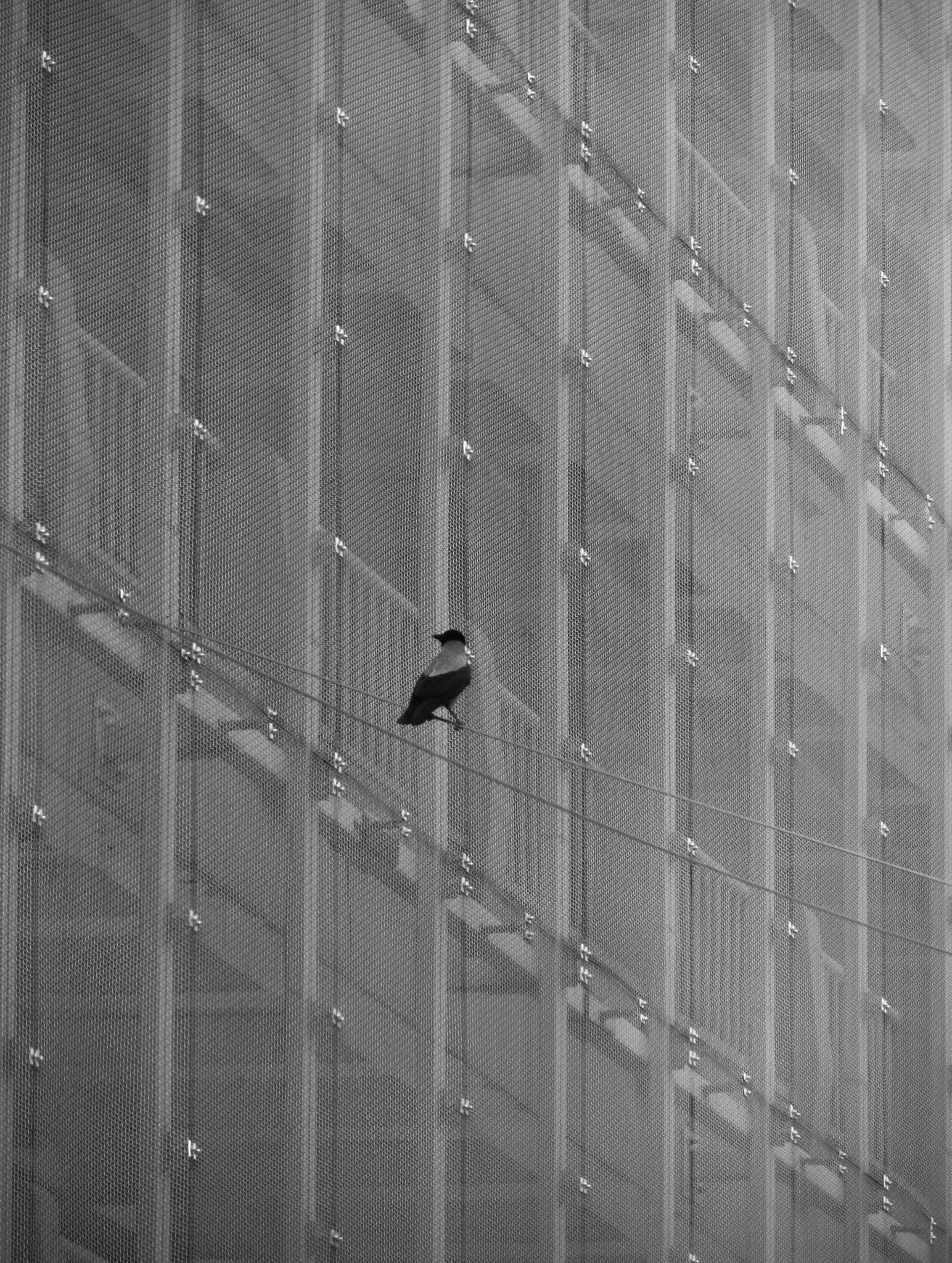 Canon PowerShot SX230 HS sample photo. City bird photography