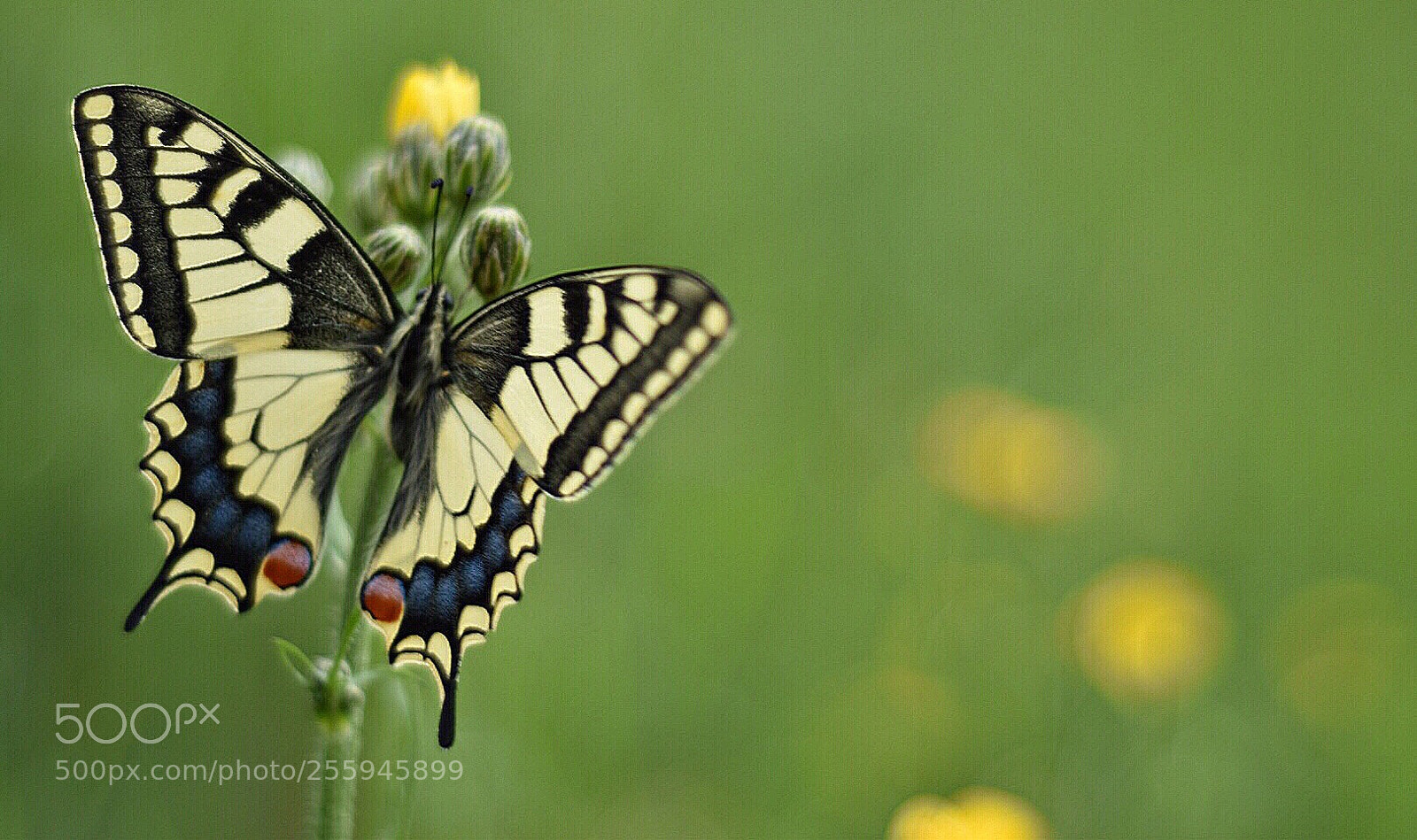 Nikon D5500 sample photo. B u t t photography