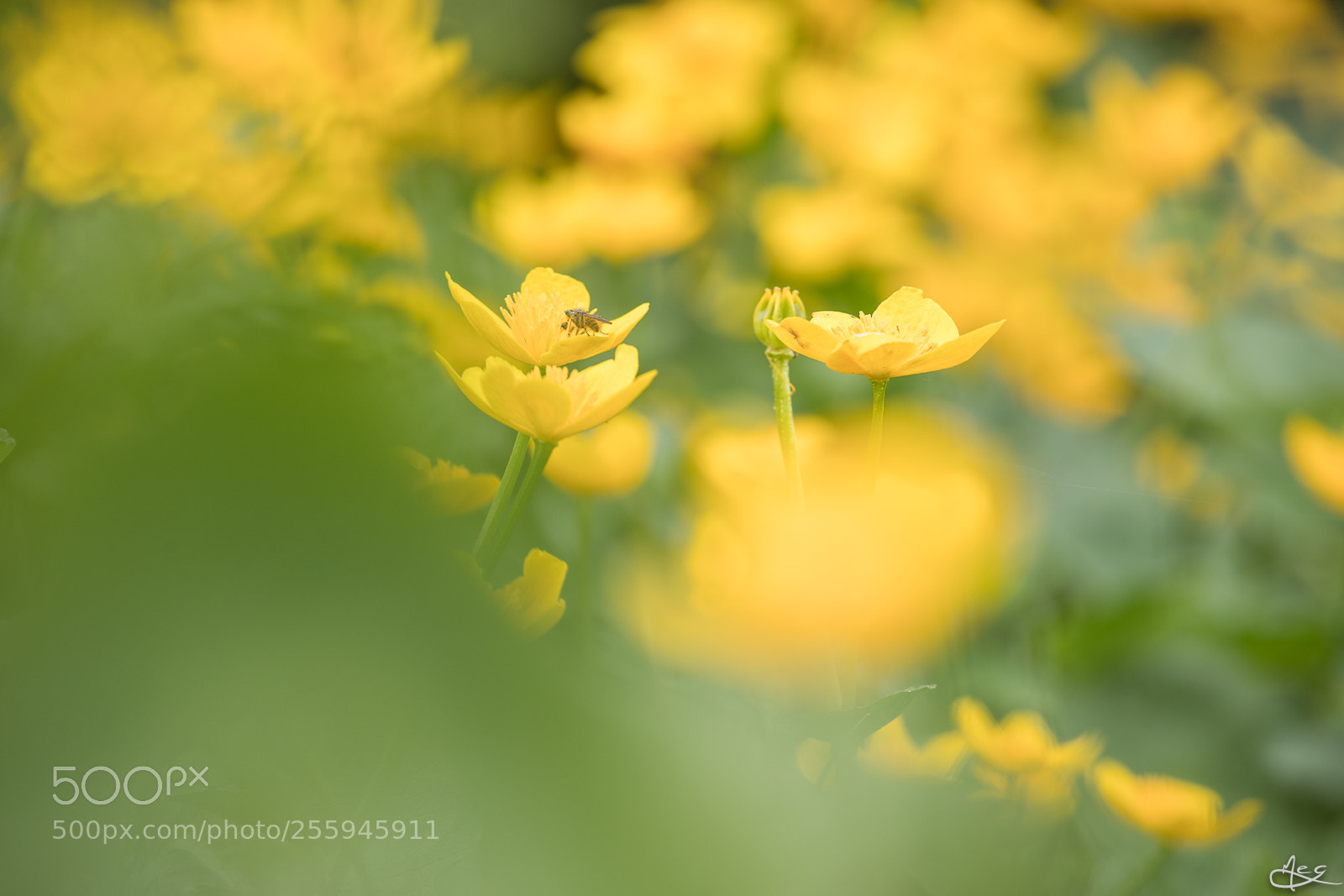 Canon EOS 6D Mark II sample photo. Yellow photography