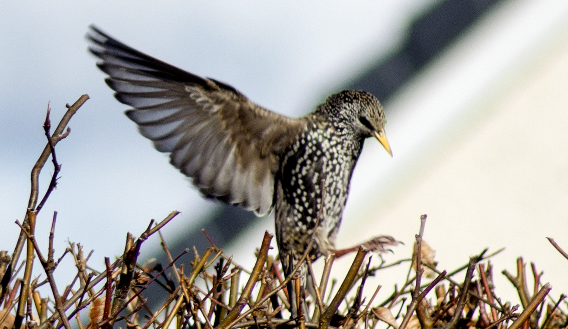 Sony Alpha DSLR-A450 sample photo. Starling photography