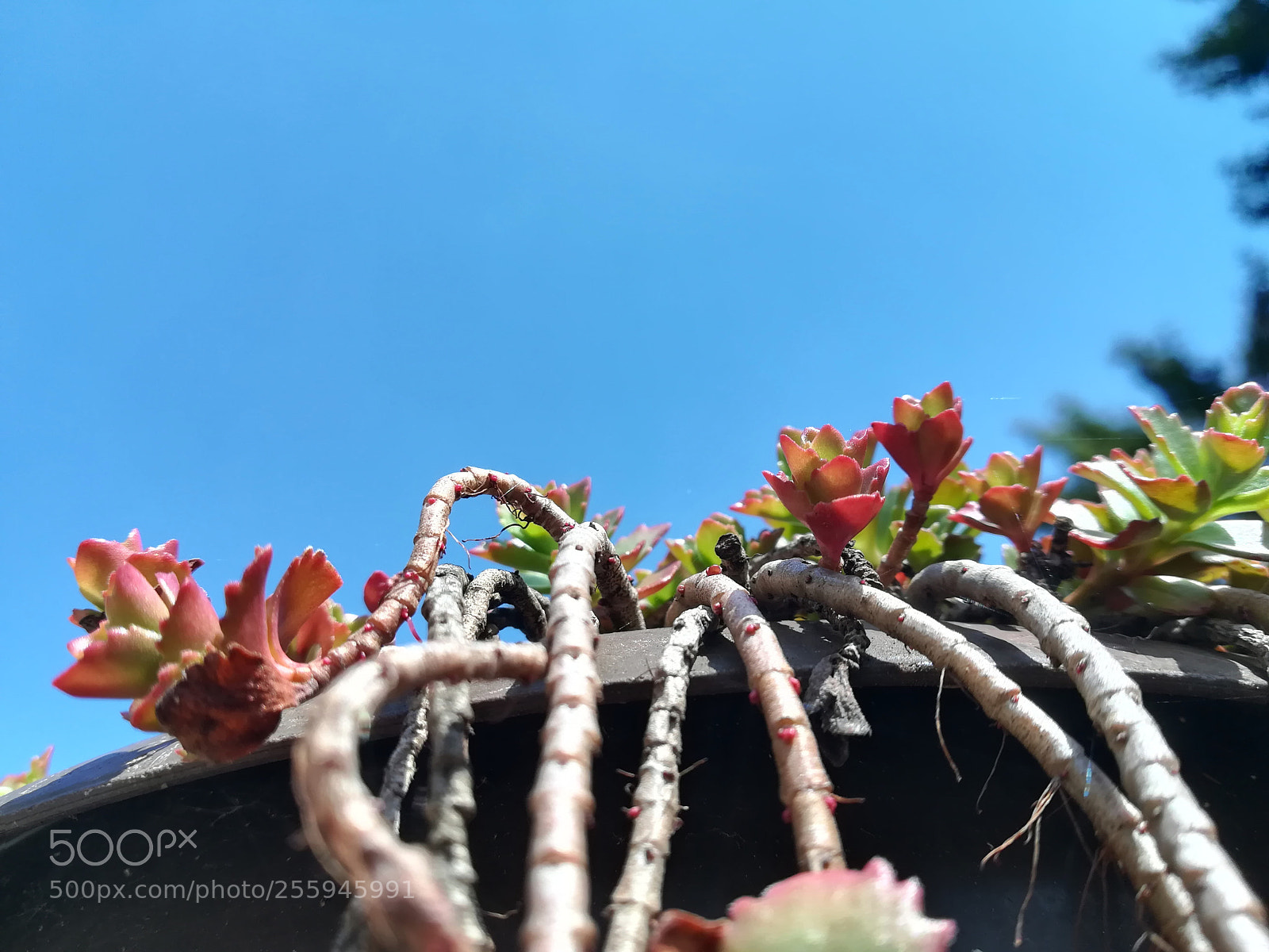 HUAWEI P10 lite sample photo. In blue photography