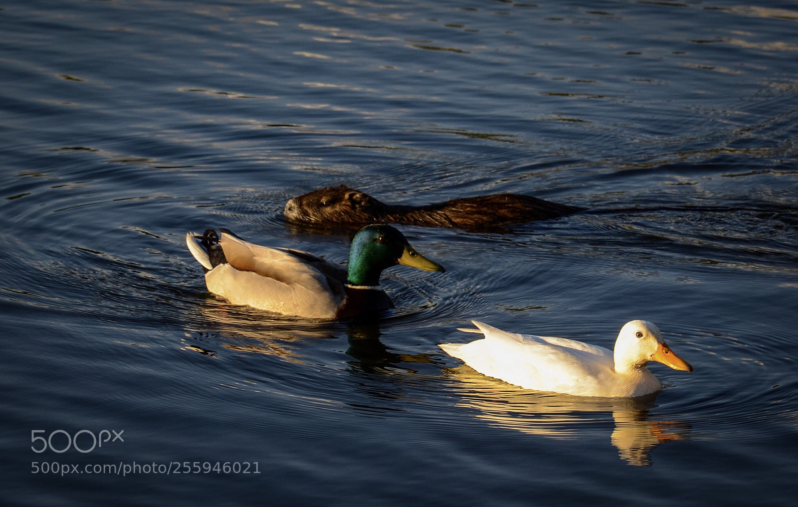 Nikon D7000 sample photo. Encounter photography