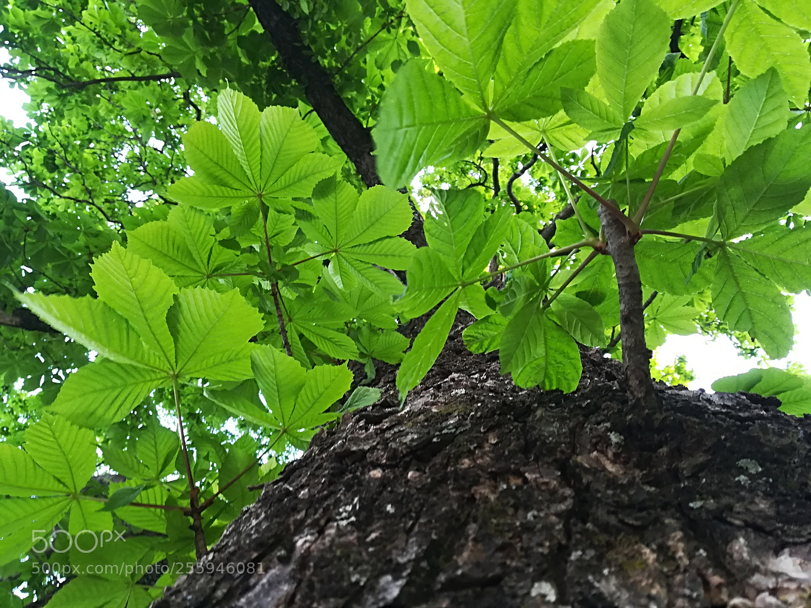 HUAWEI P10 lite sample photo. Gleaves photography