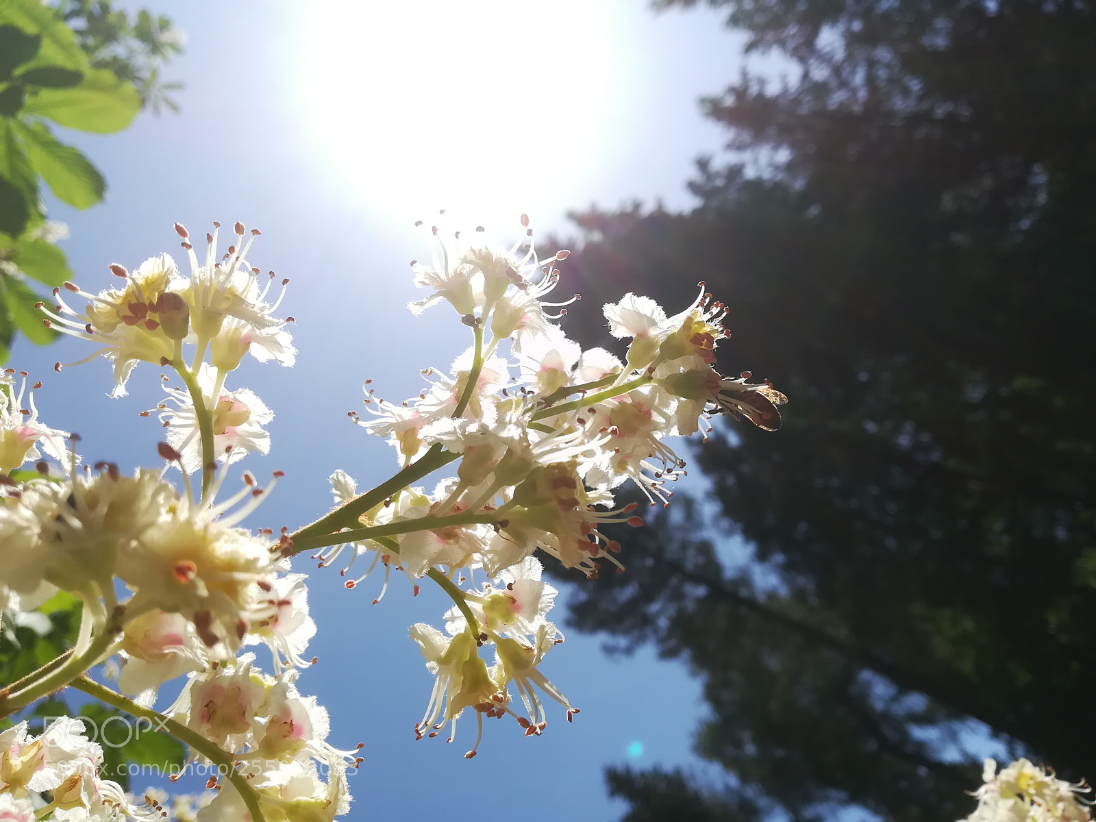 HUAWEI P10 lite sample photo. Sunflakes 2 photography