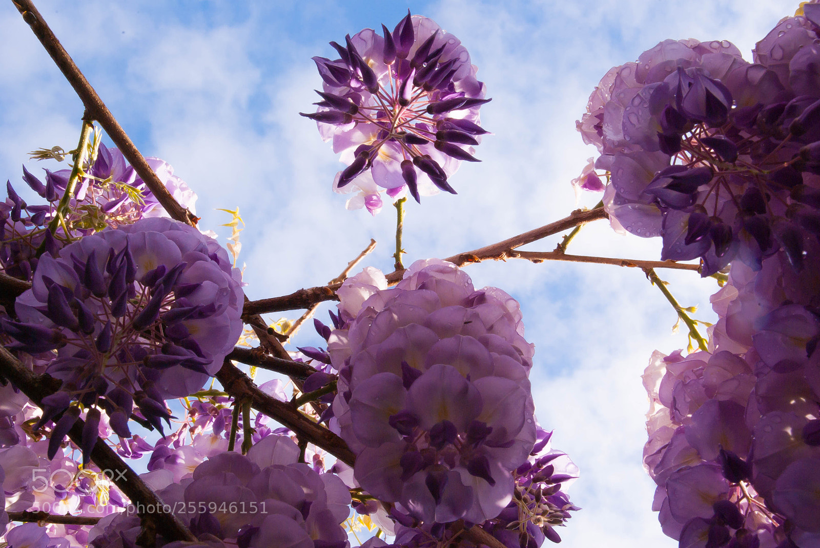 Pentax K10D sample photo. Wisteria clouds photography