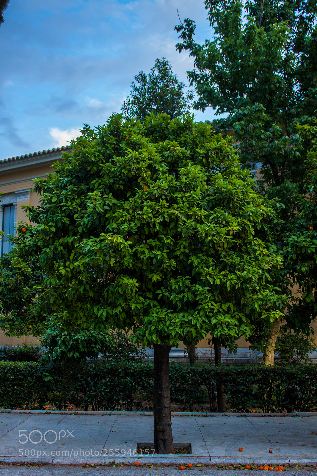 Canon EOS 500D (EOS Rebel T1i / EOS Kiss X3) sample photo. Tree outside the zappeion photography