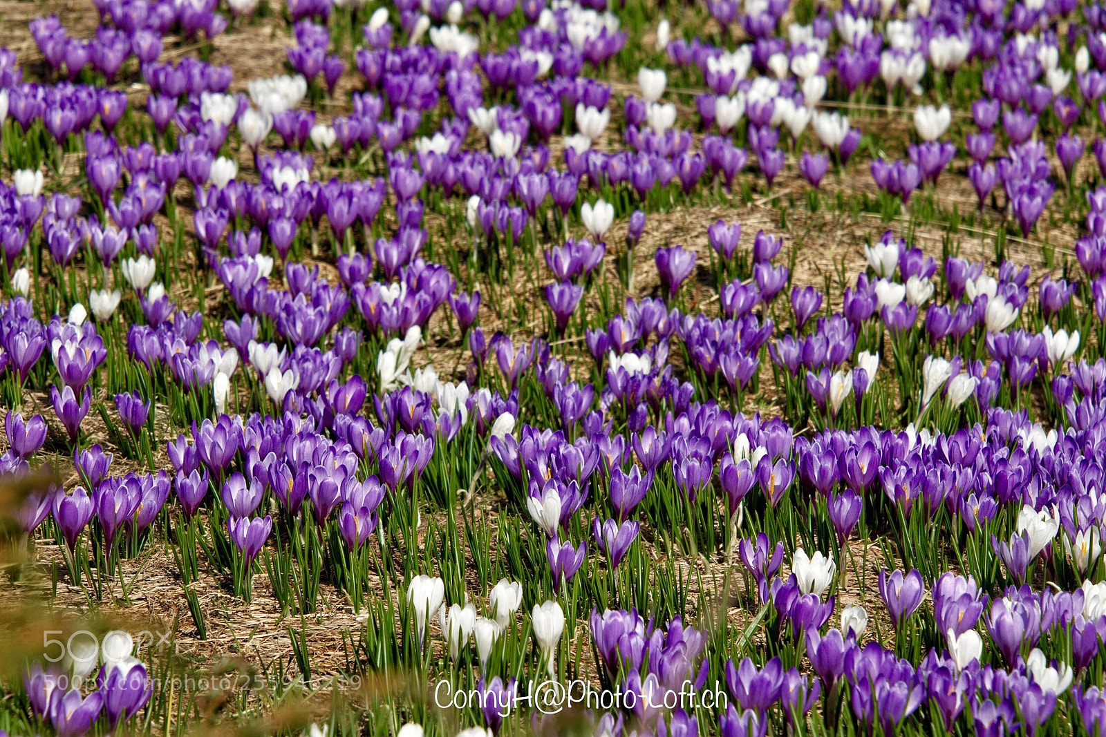 Canon EOS 7D Mark II sample photo. Krokus crocus, berner oberland photography