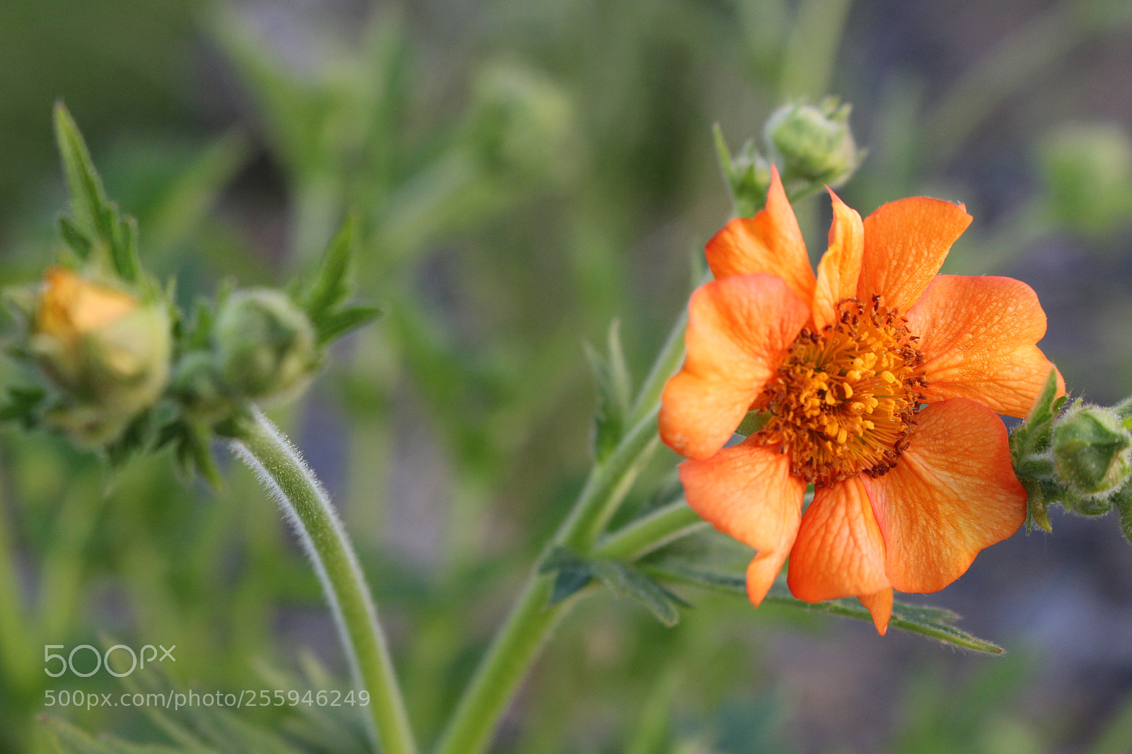 Canon EOS 100D (EOS Rebel SL1 / EOS Kiss X7) sample photo. Orange photography