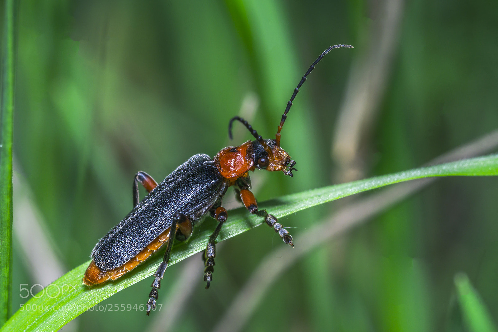 Sony a6000 sample photo. Bug 1 photography