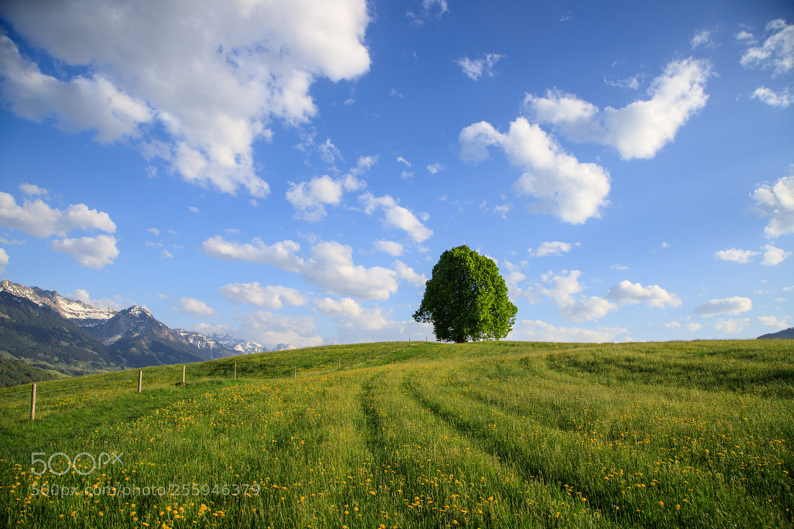 Canon EOS 6D Mark II sample photo. Lone tree photography