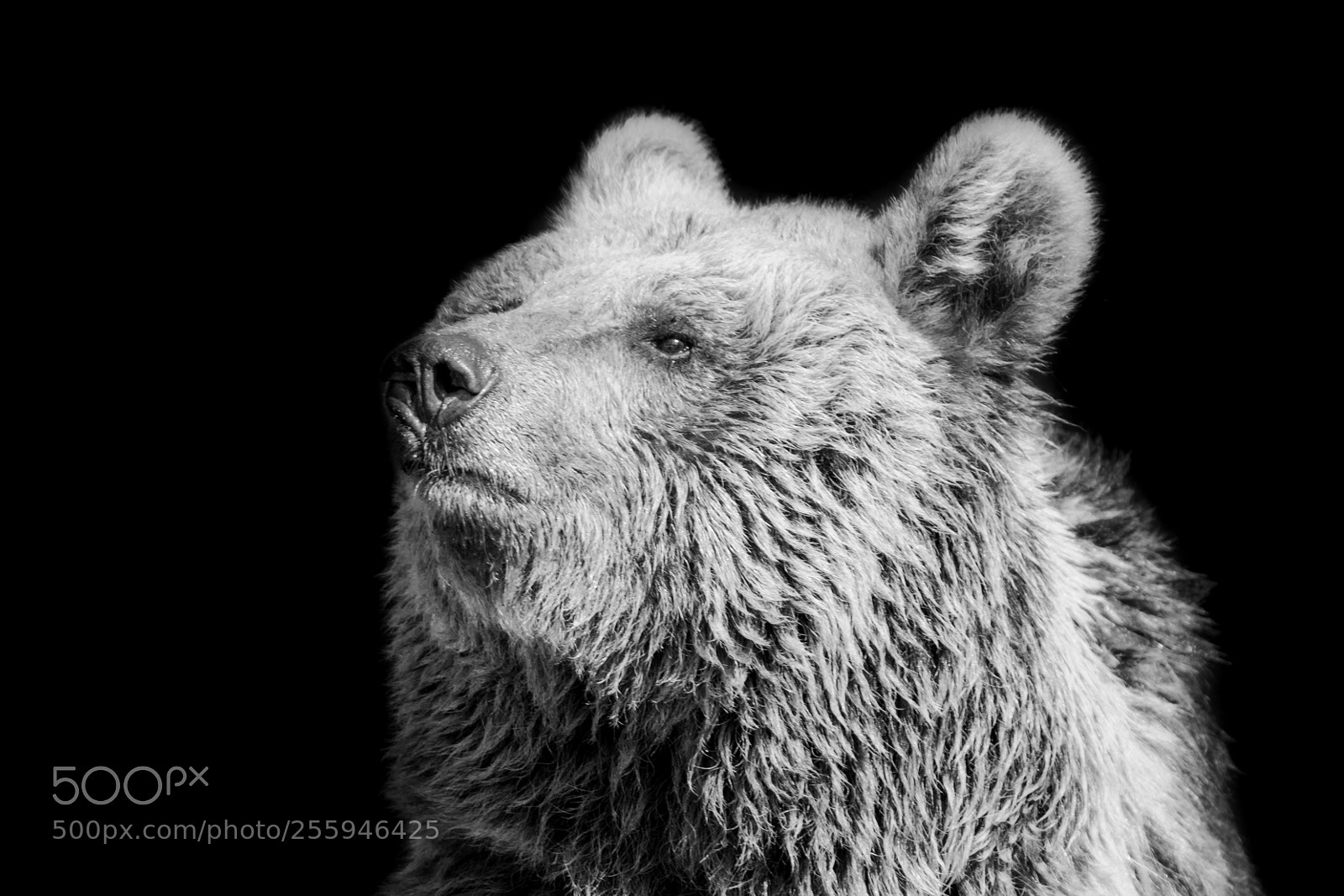 Canon EOS 5D Mark II sample photo. Bear photography