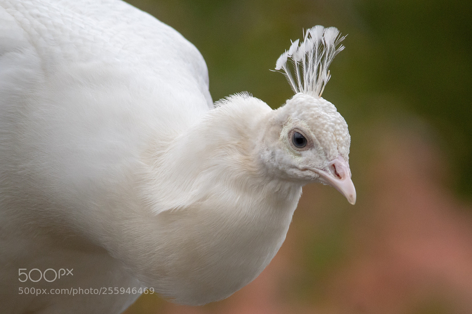 Canon EOS 1300D (EOS Rebel T6 / EOS Kiss X80) sample photo. White peacock  photography