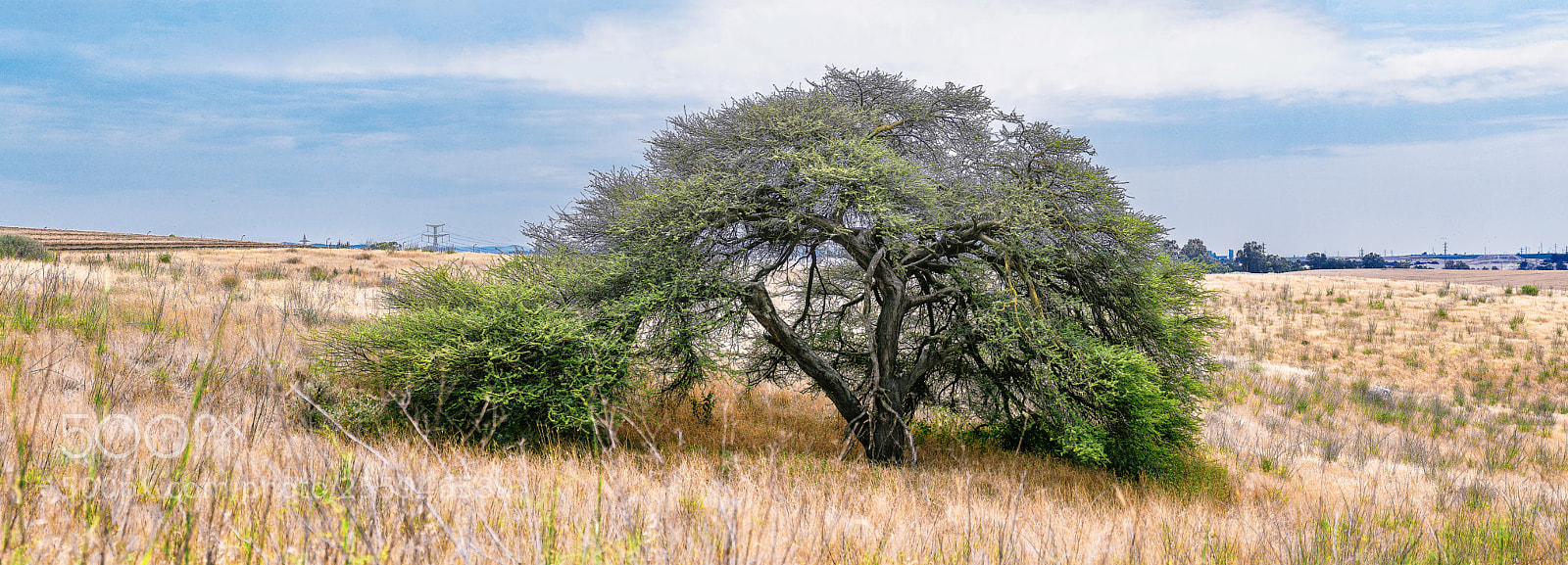 Canon EOS 60D sample photo. The tree photography