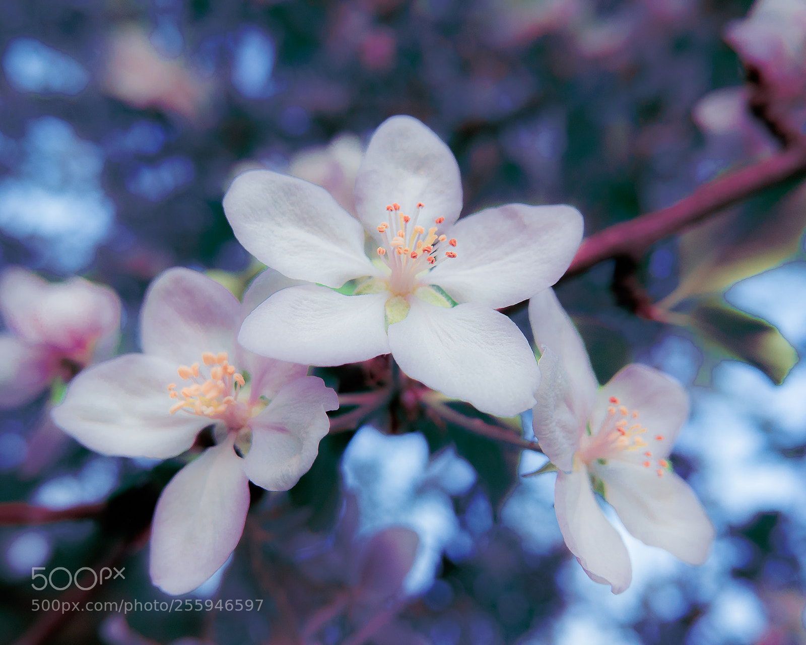 Panasonic Lumix DMC-LX100 sample photo. Spring started photography