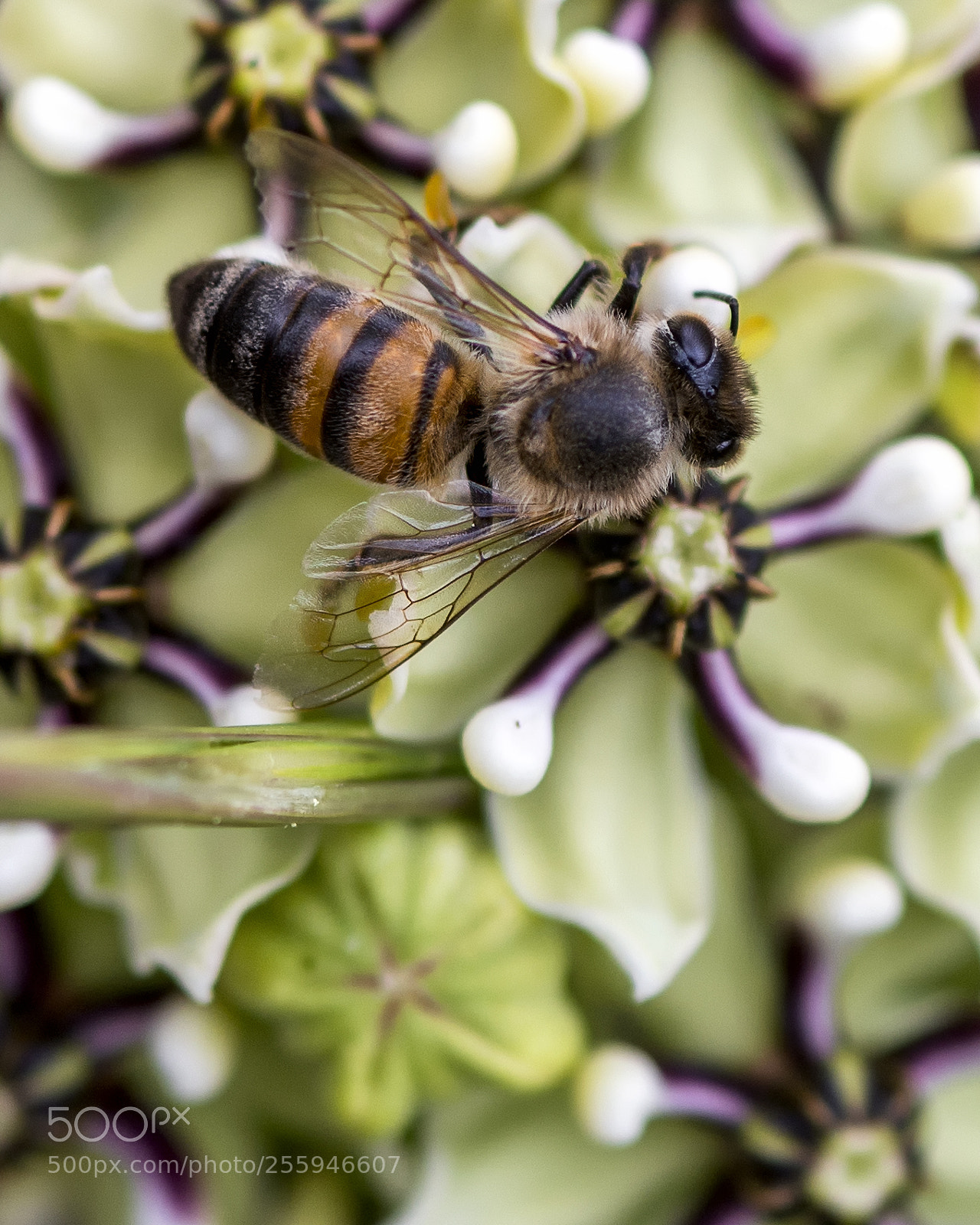 Nikon D800 sample photo. Honey bee photography