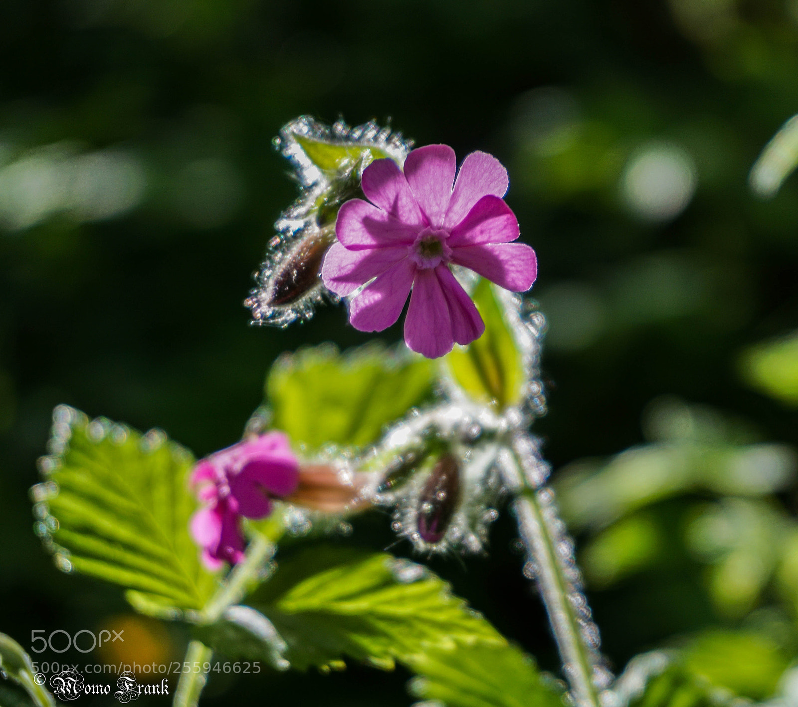 Sony a6000 sample photo. Springtime photography