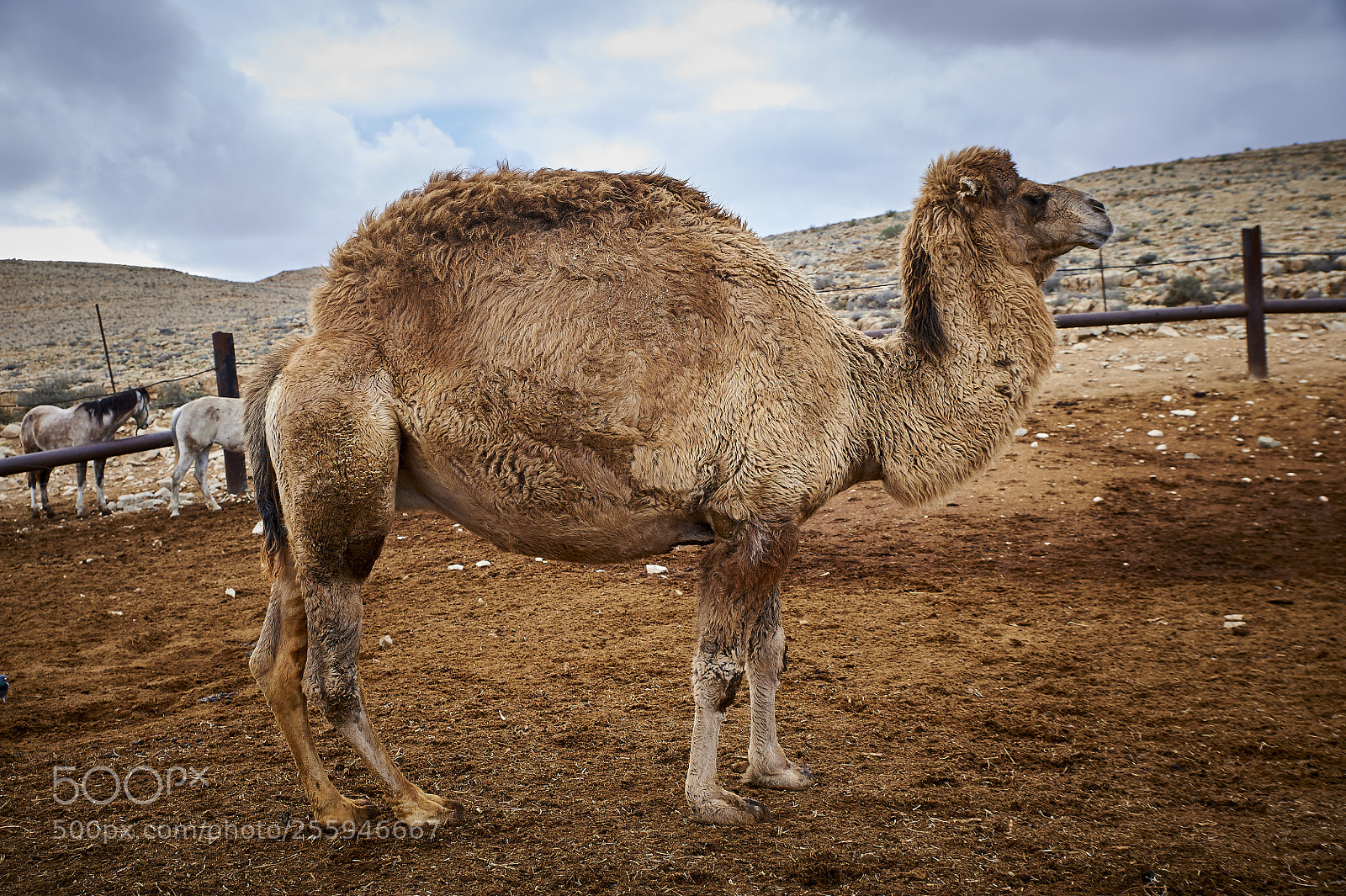 Nikon D700 sample photo. Ghib a'tall photography