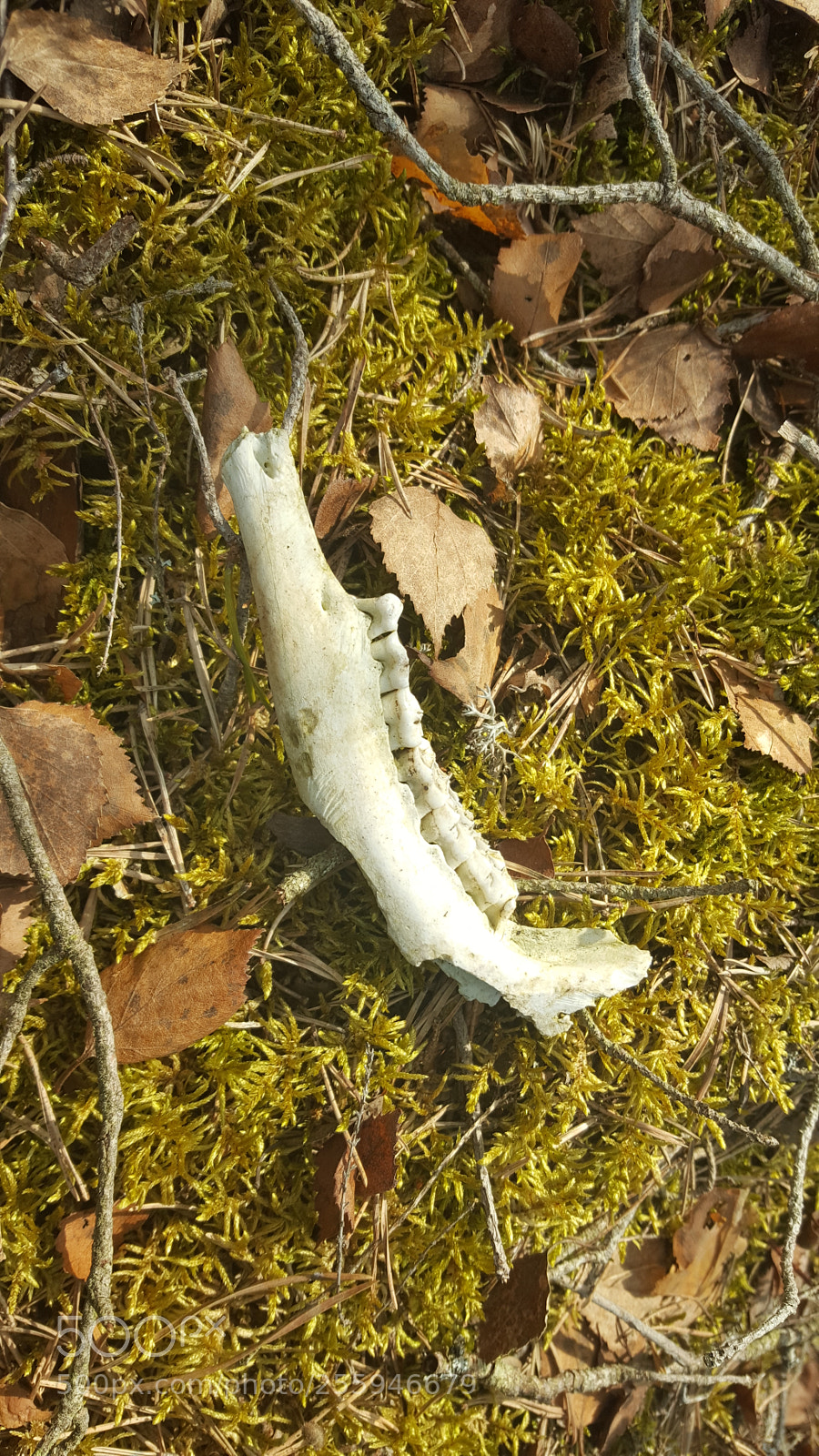 Samsung GALAXY S6 edge sample photo. Unknown animal. photography