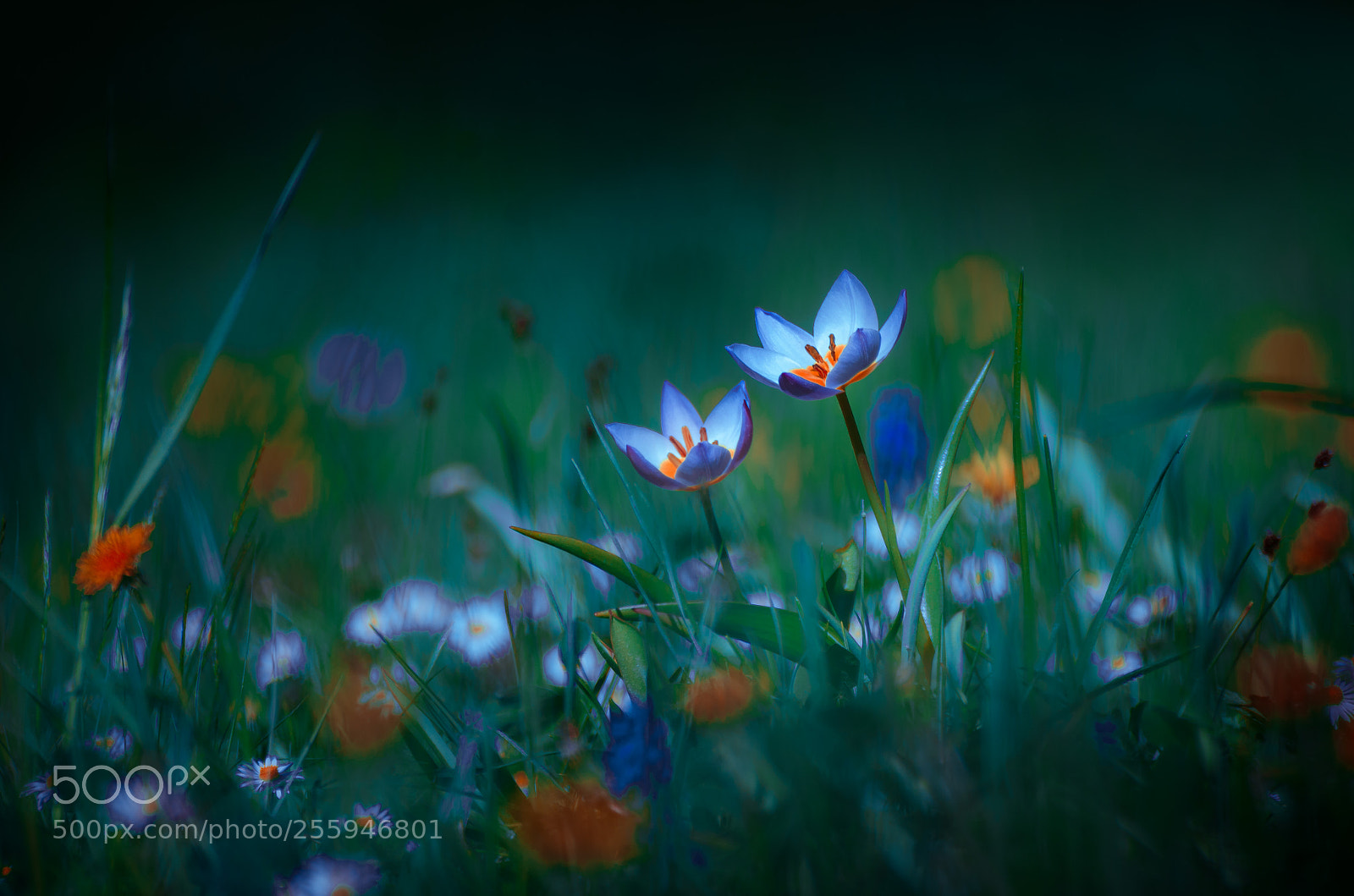 Nikon D7000 sample photo. Magic in nature photography