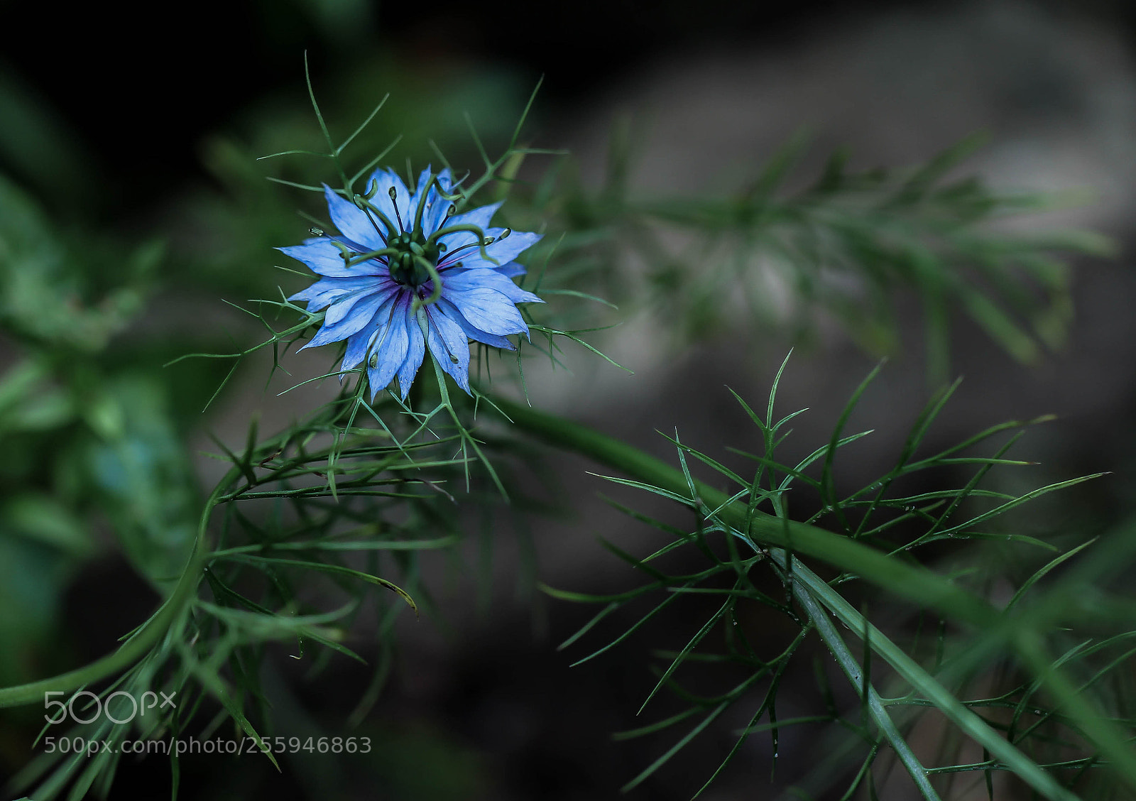 Canon EOS 60D sample photo. Nigella damascena photography