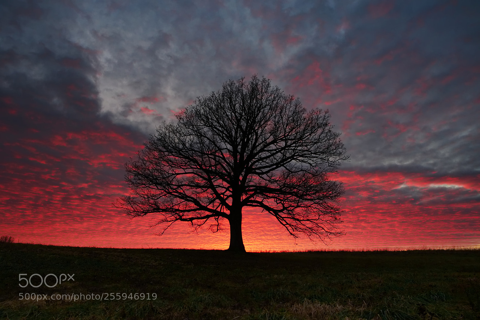 Nikon D3300 sample photo. Fire tree photography