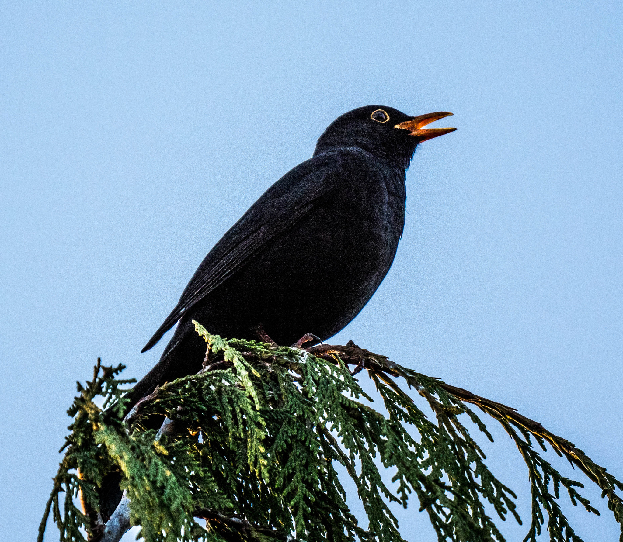 Panasonic Lumix DC-GX9 sample photo. Amsel photography