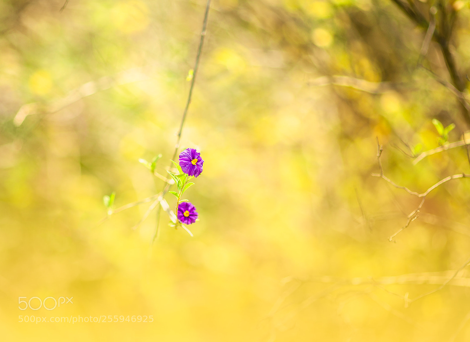 Canon EOS 5D Mark II sample photo. Colorful photography