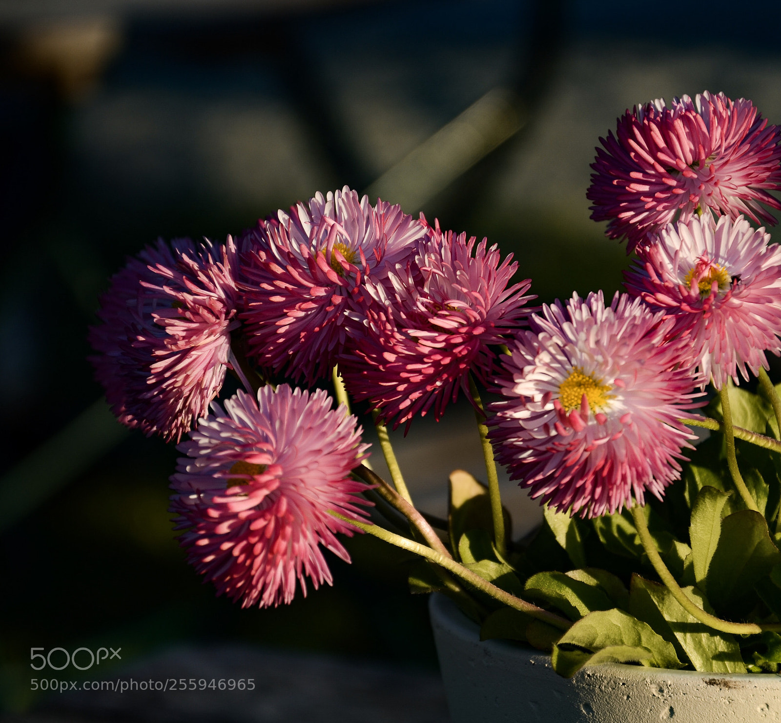 Nikon D7000 sample photo. Daisy photography