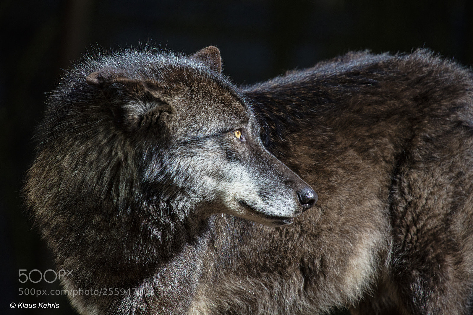 Canon EOS 5DS R sample photo. Wolf photography