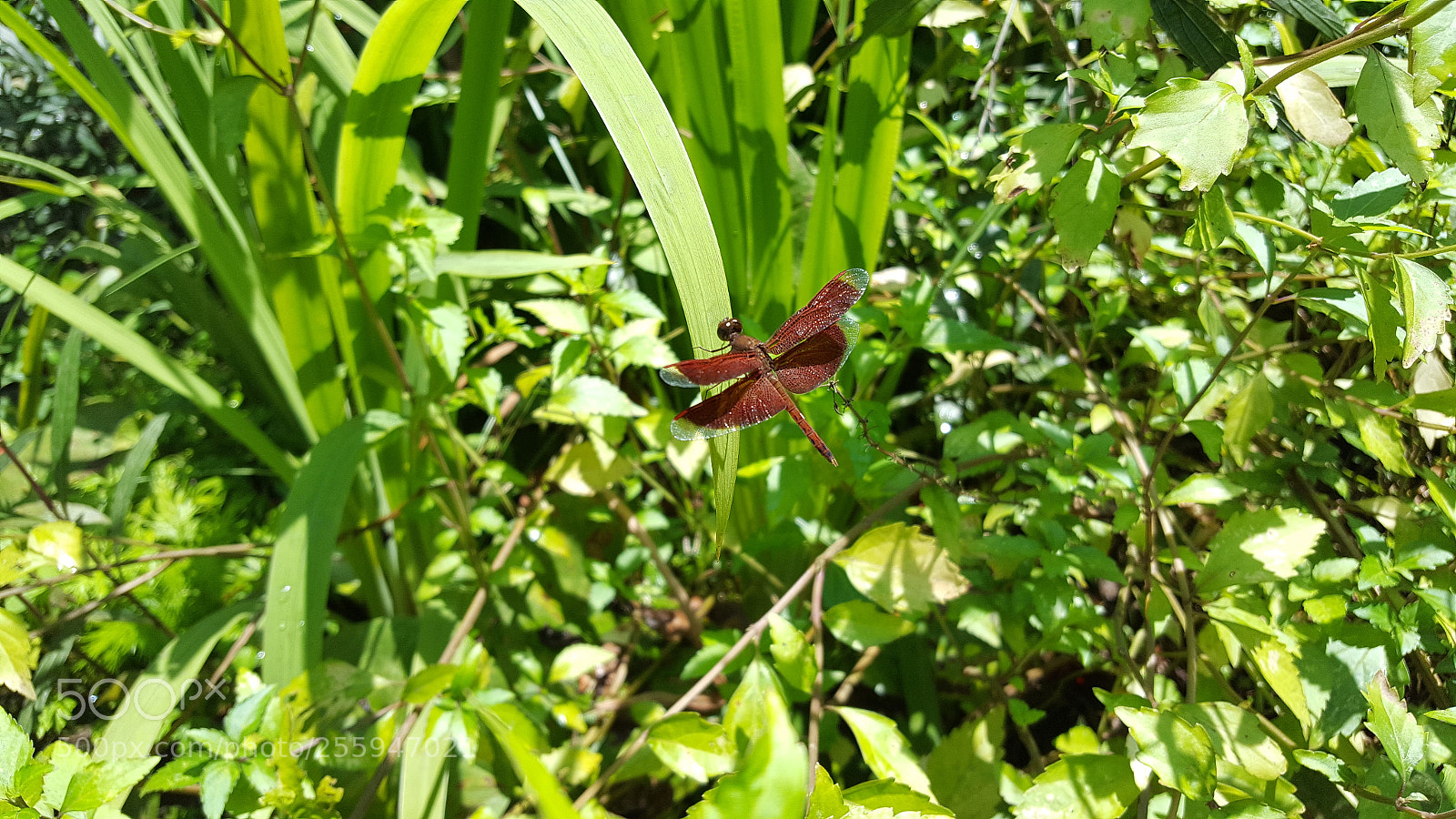 Samsung Galaxy S6 sample photo. Dragonfly photography