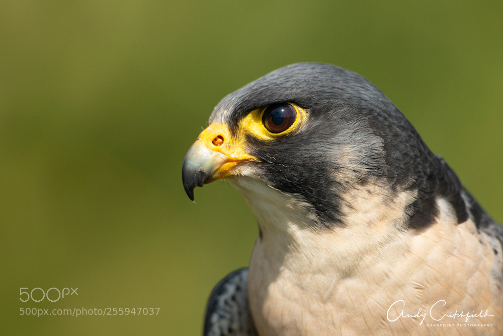 Canon EOS-1D X sample photo. Peregrine portrait photography