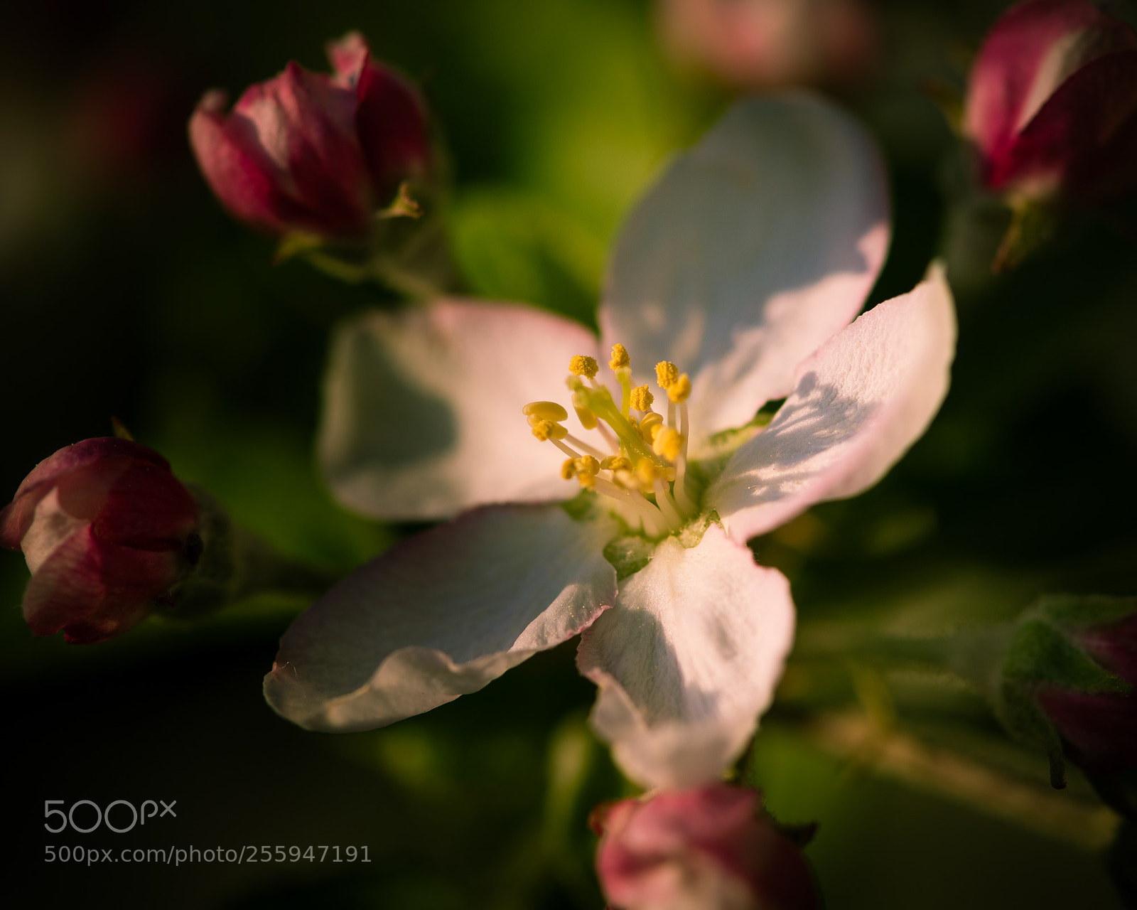 Nikon D810 sample photo. Apfelblüten photography