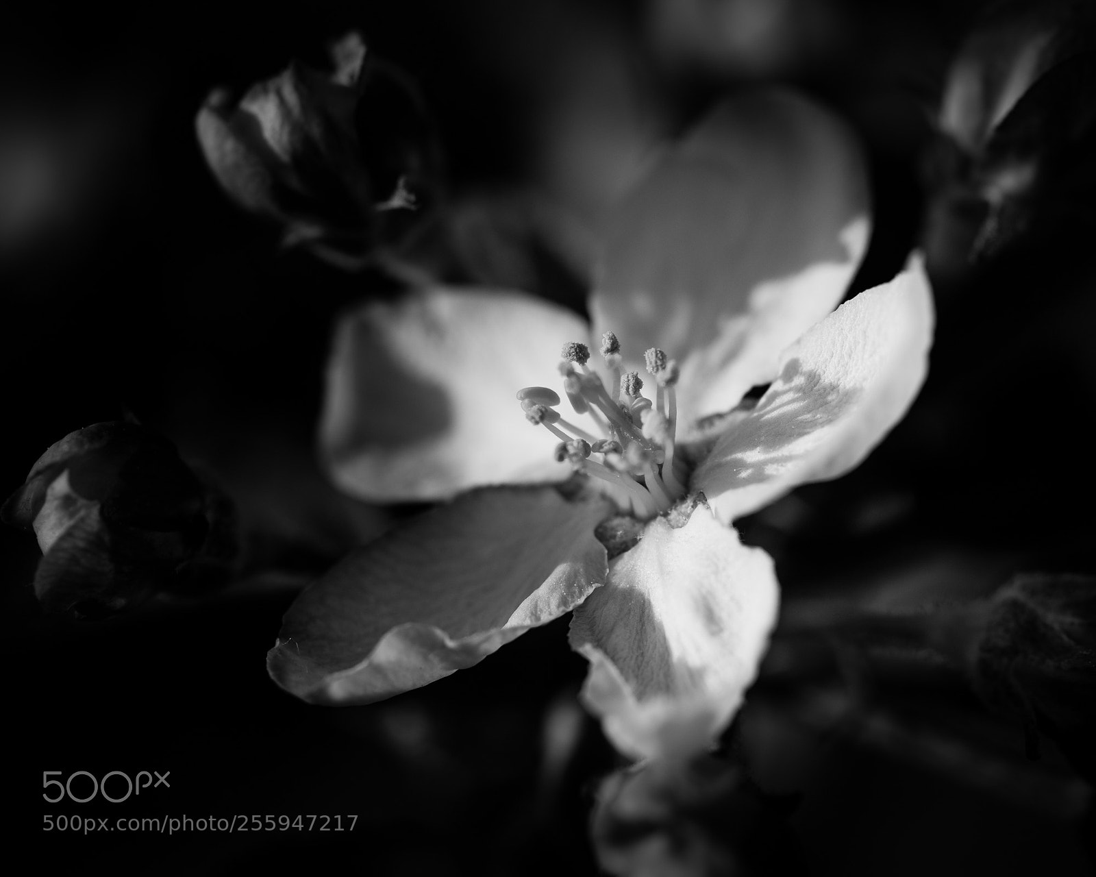 Nikon D810 sample photo. Apfelblüten photography