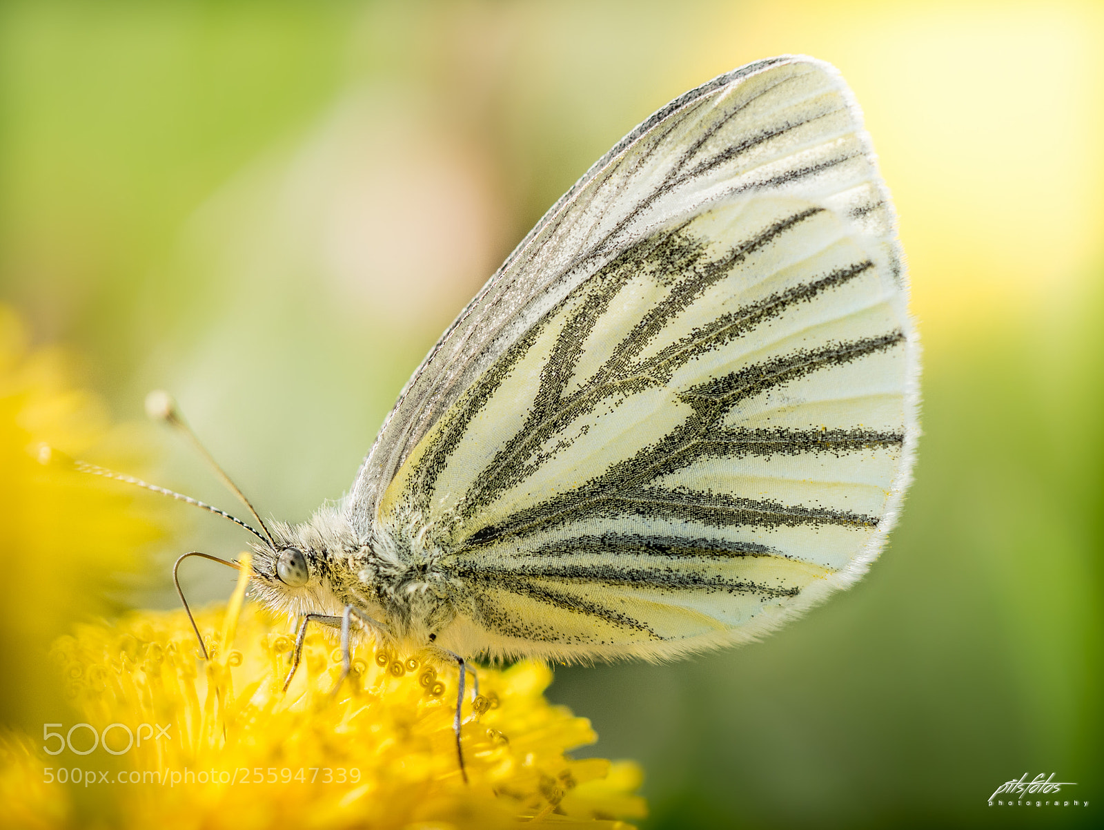 Panasonic DMC-G81 sample photo. Rapsweißling (pieris napi) photography
