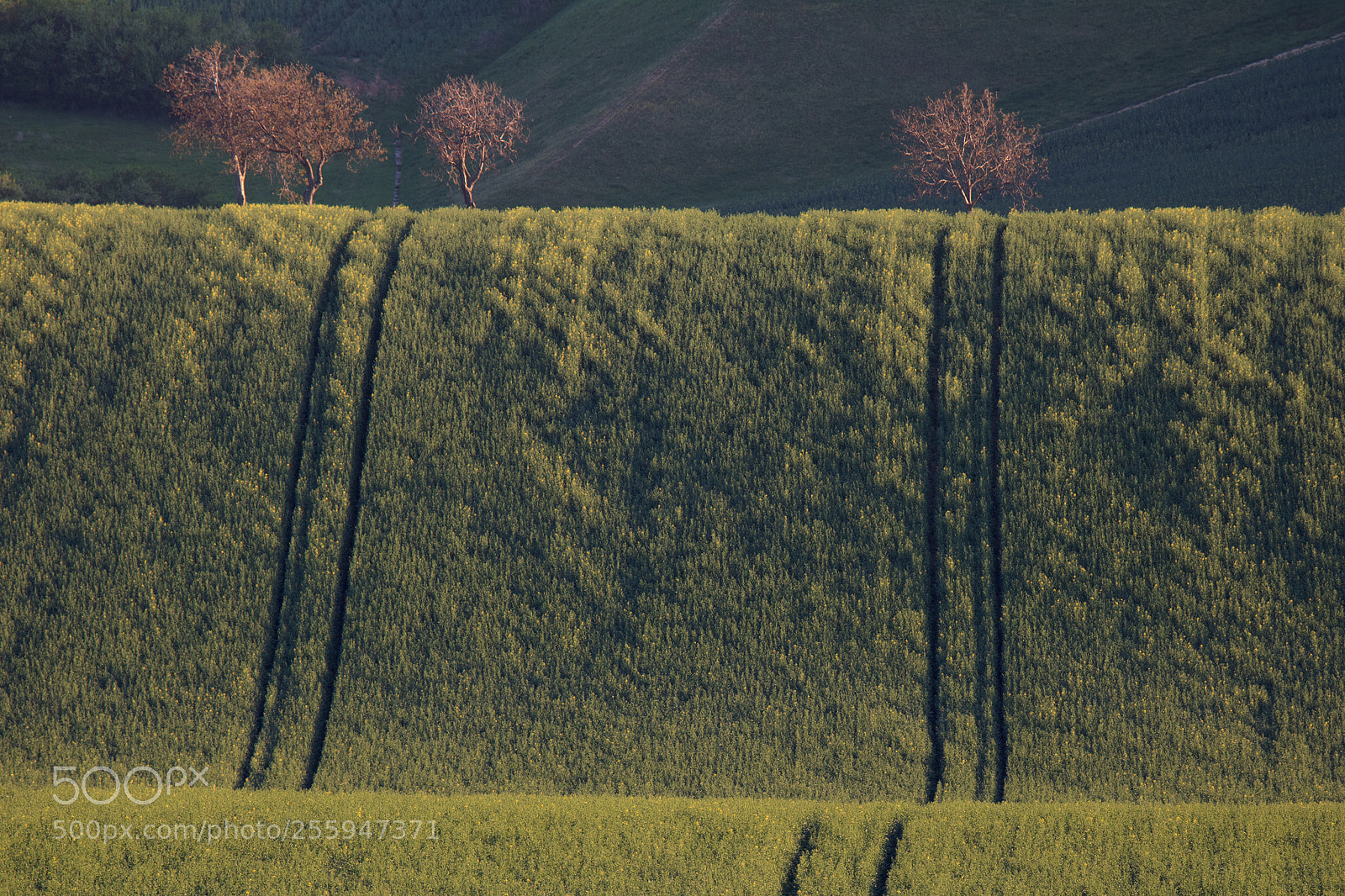 Canon EOS 750D (EOS Rebel T6i / EOS Kiss X8i) sample photo. A rapeseed field photography