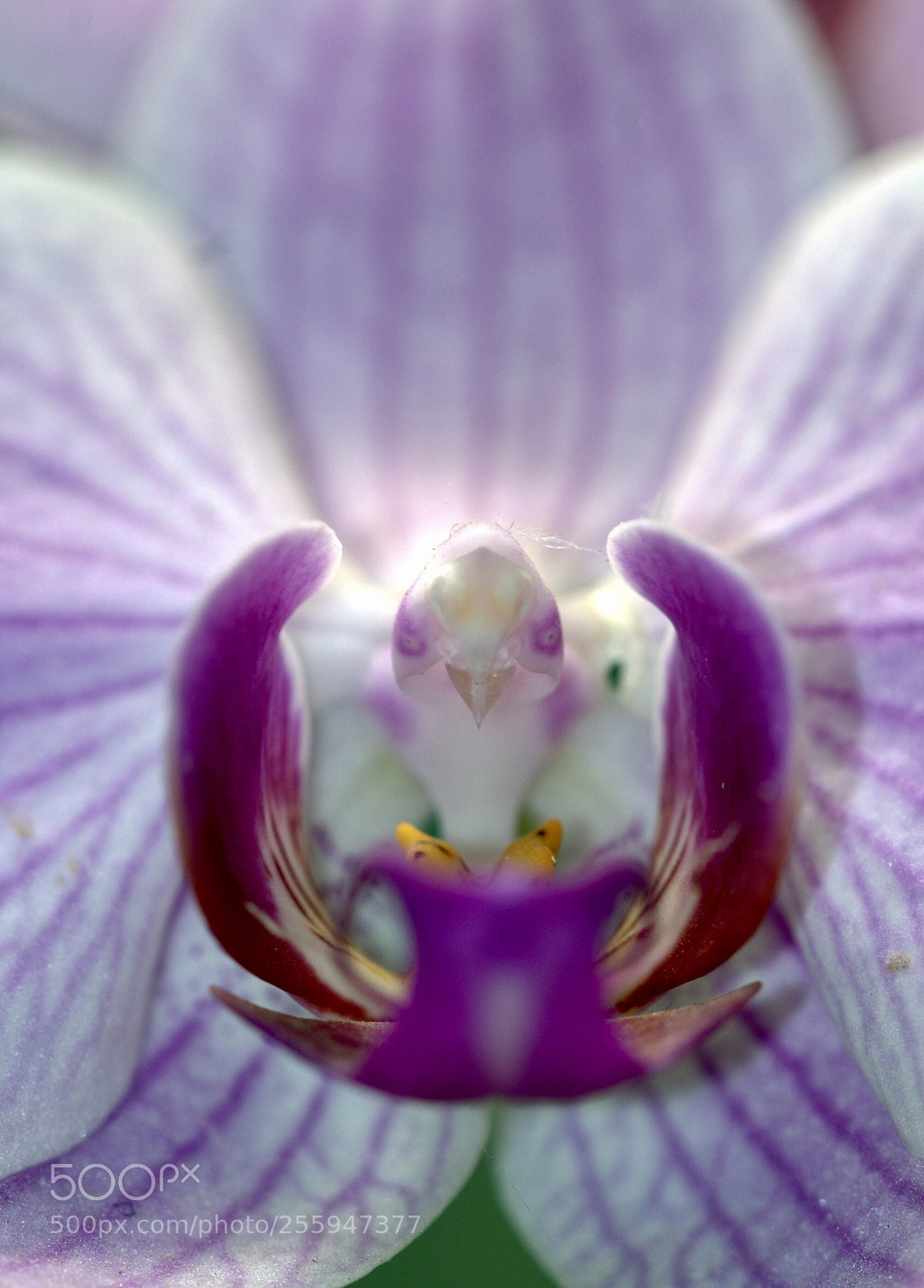 Nikon D40 sample photo. Bird-like orchidea photography
