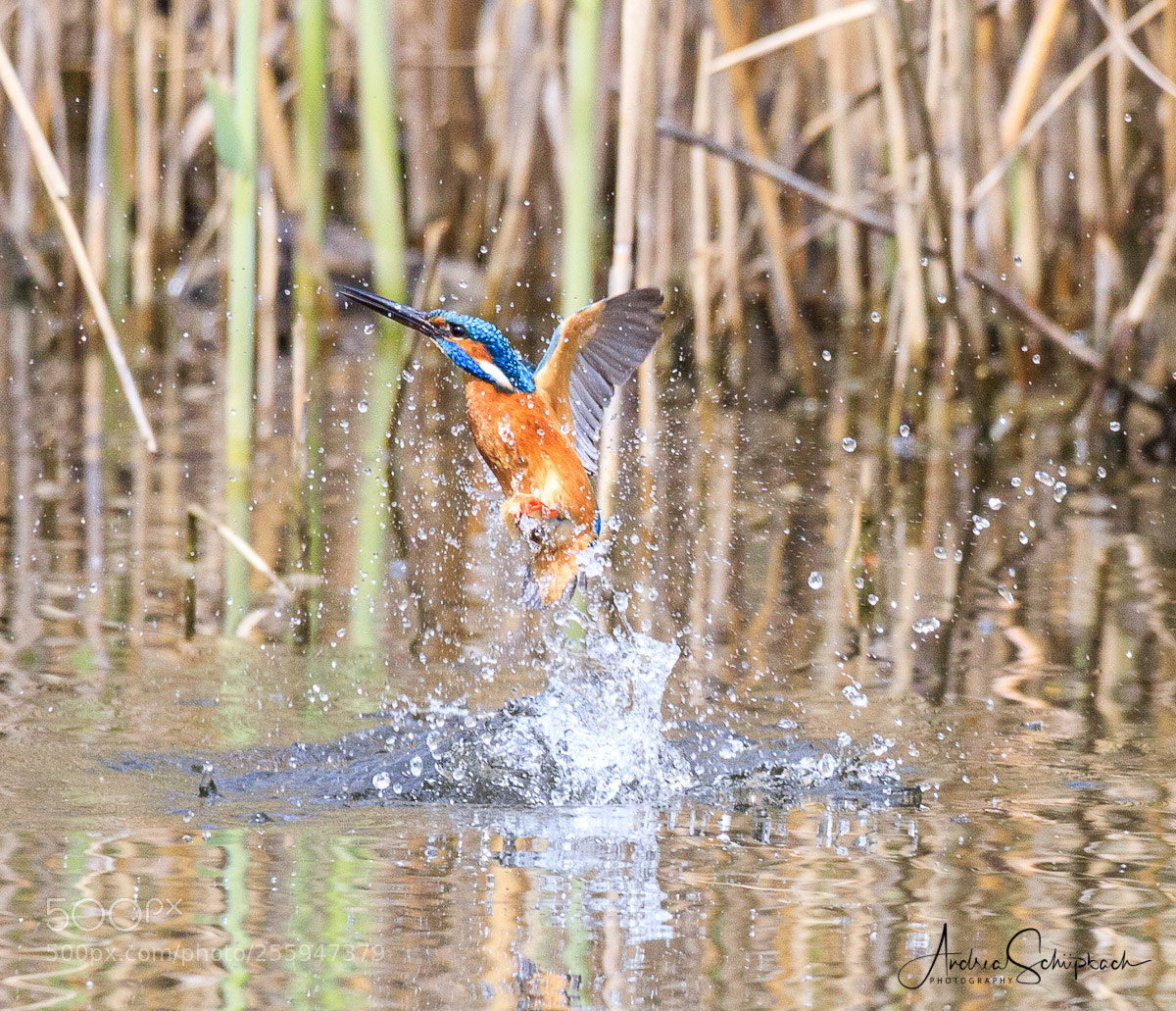 Canon EOS 6D Mark II sample photo. Kingfisher photography