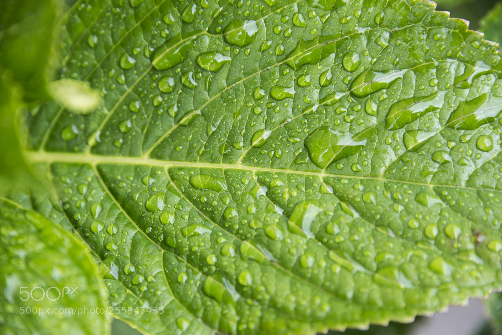 Nikon D610 sample photo. Asturias 51 photography