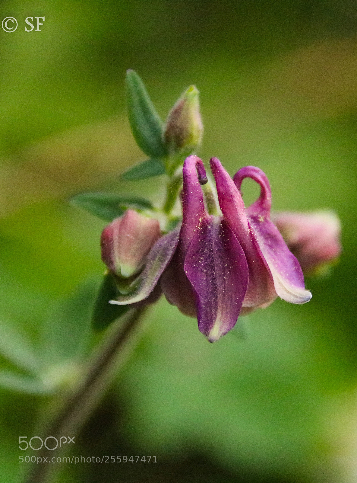 Canon EOS 750D (EOS Rebel T6i / EOS Kiss X8i) sample photo. Aquilegia close up photography
