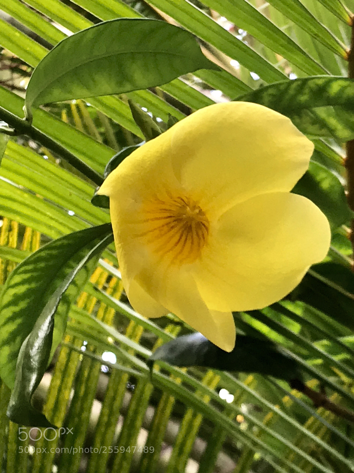 Apple iPhone 7 Plus sample photo. Yellow  photography