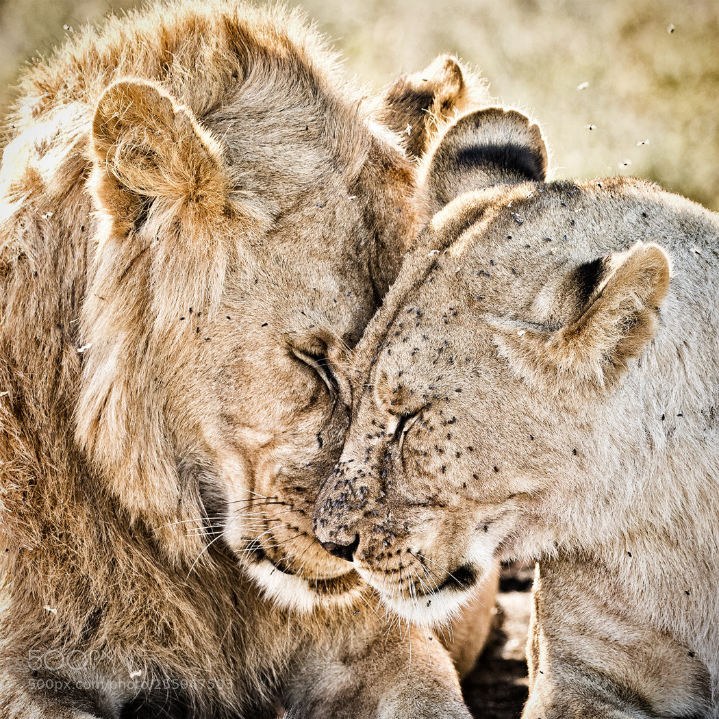 Canon EOS 5D Mark IV sample photo. A tender moment photography
