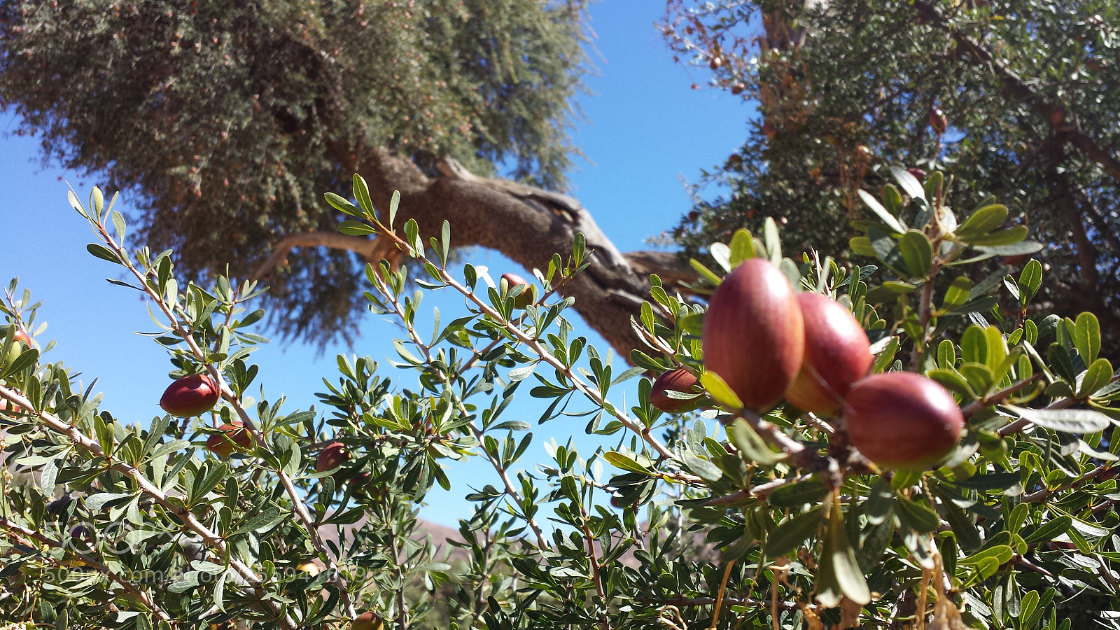 Samsung Galaxy S4 sample photo. The argan tree in photography